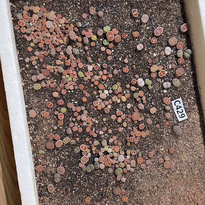 生429石花整框脱土发货不售后