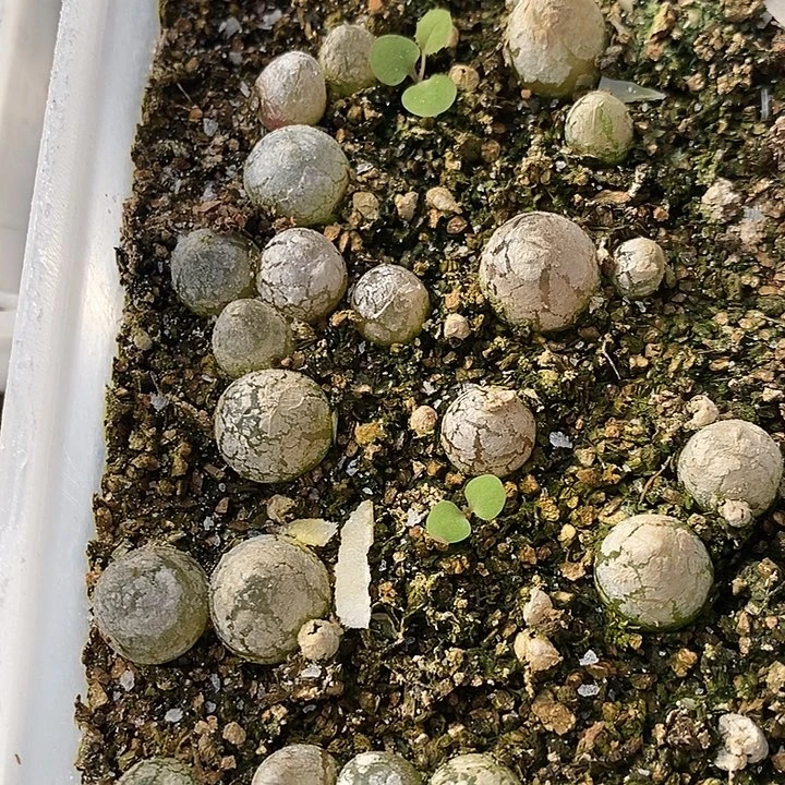 2438灯泡1盒。