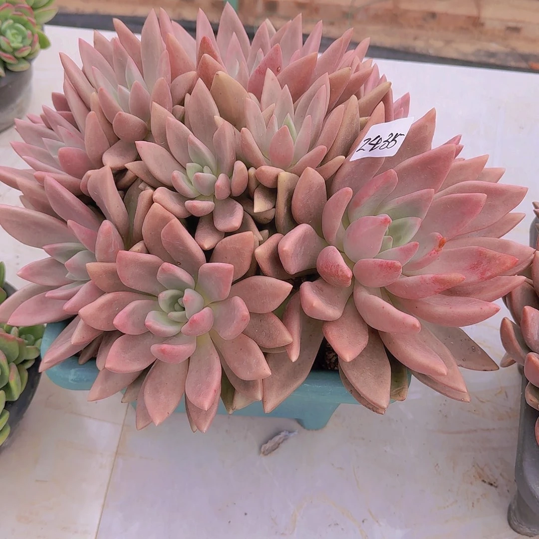 蛋***卷2435桃花源多肉植物