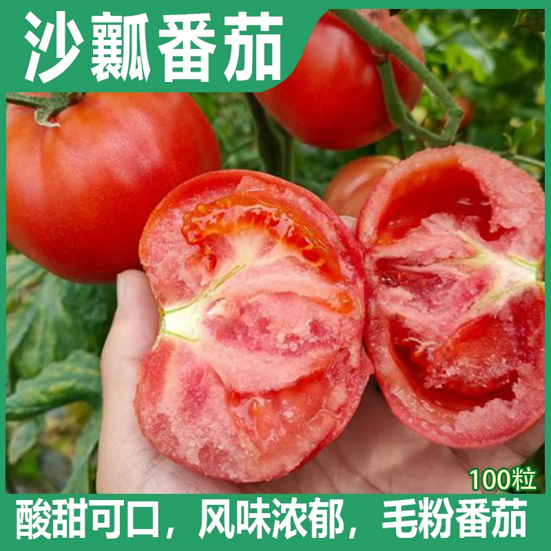 老沙瓤番茄种子毛粉西红柿种籽洋柿子全国家庭种植水果番茄种籽
