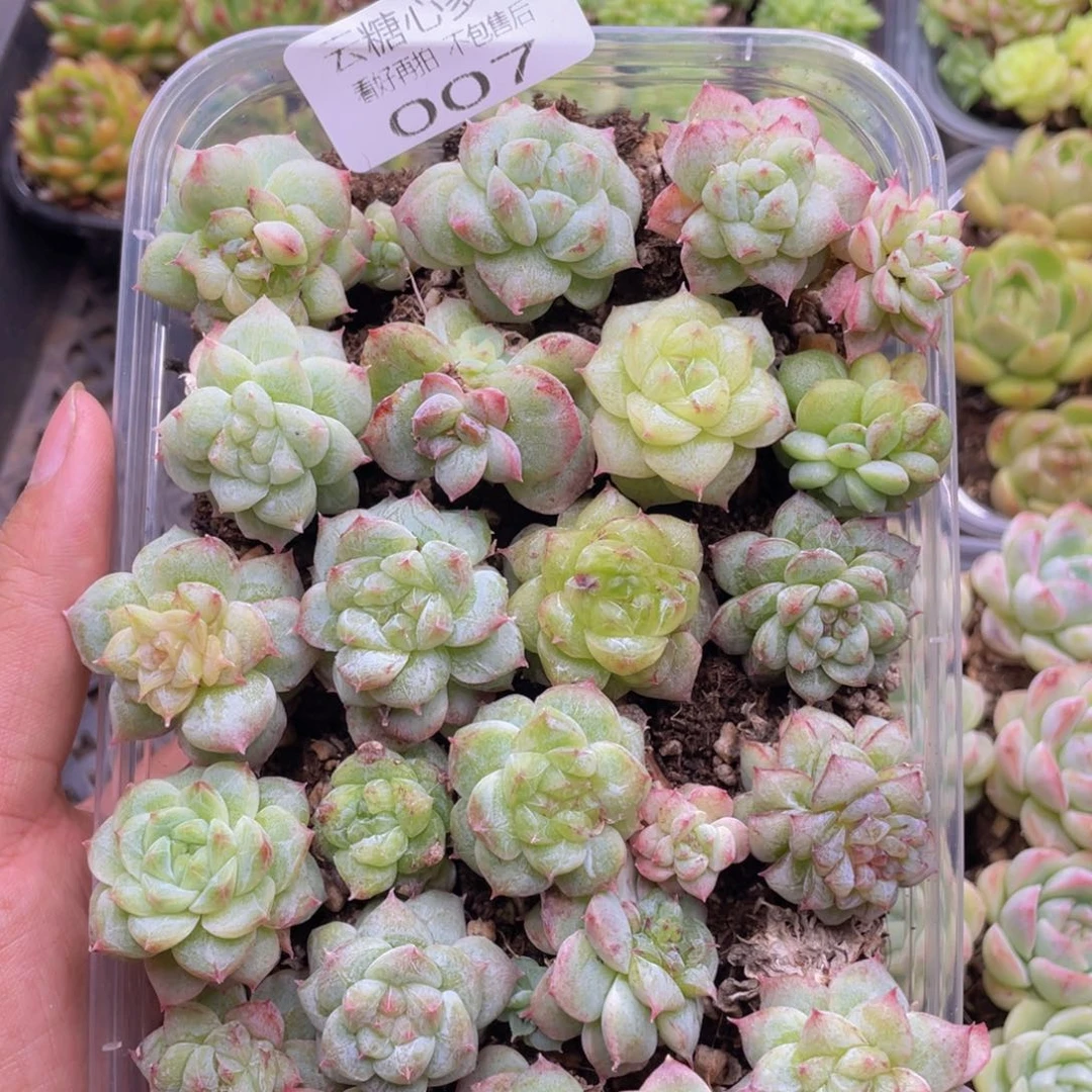 云糖心多肉植物007