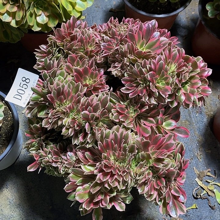 58粉女巫多肉缀化法师