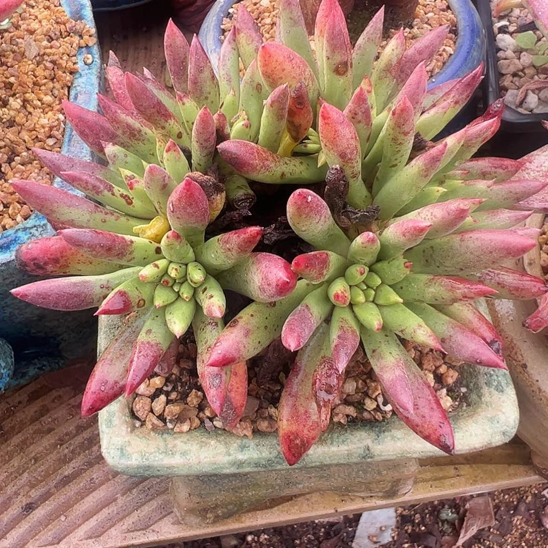 6139绿拇指杂交仙女杯