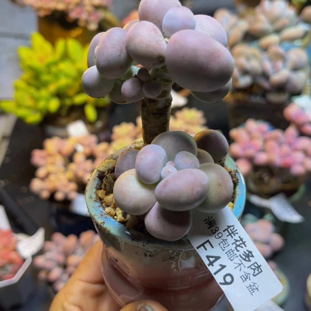 芭比奶酪419/5cm多肉