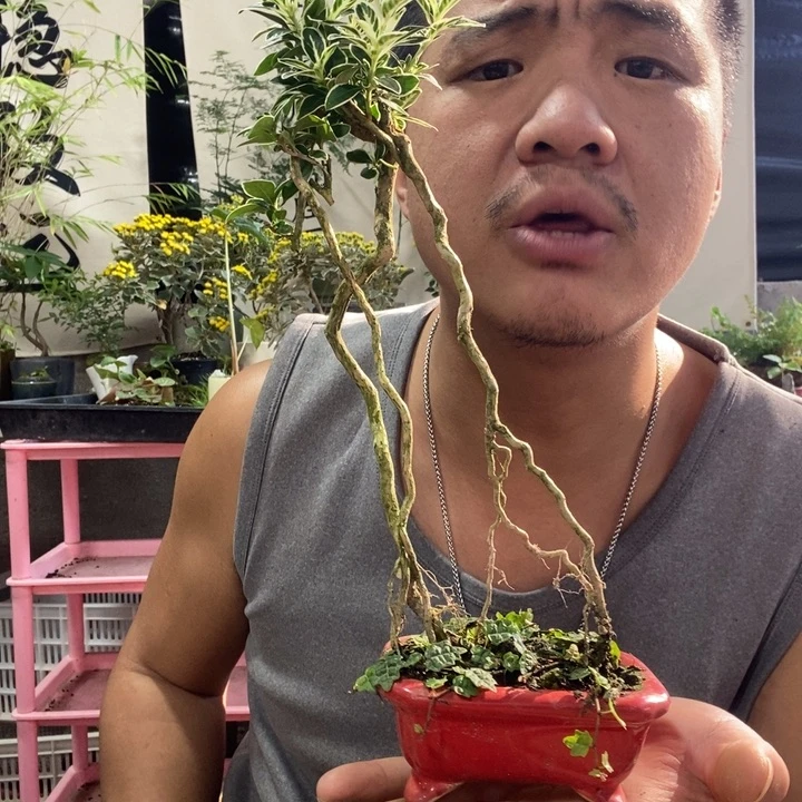 以实际为准盆景绿植花卉41