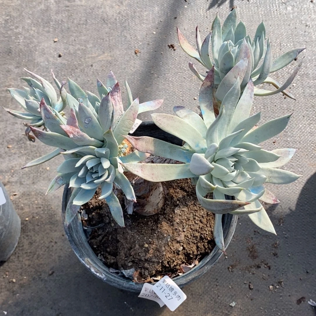 27号苹果叶瑕疵瑕疵