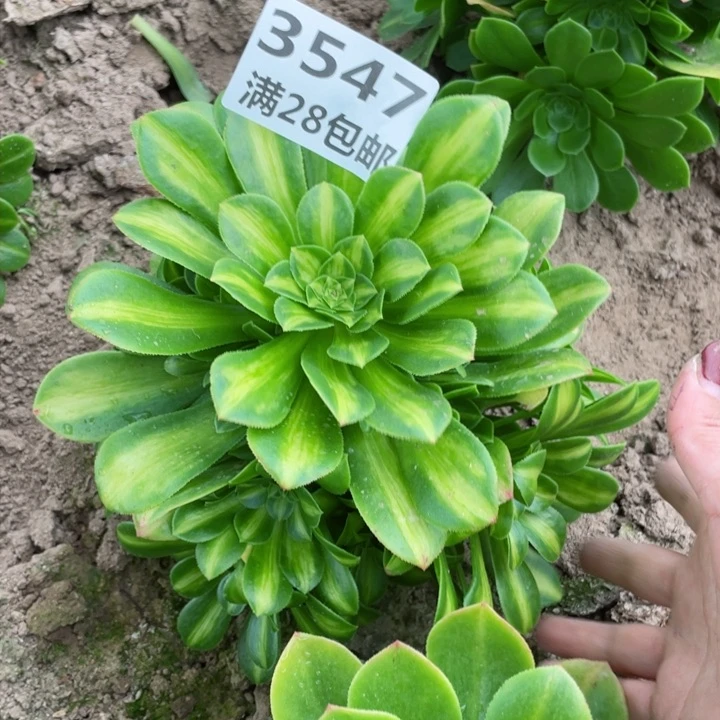 3547二号棚琉璃多肉