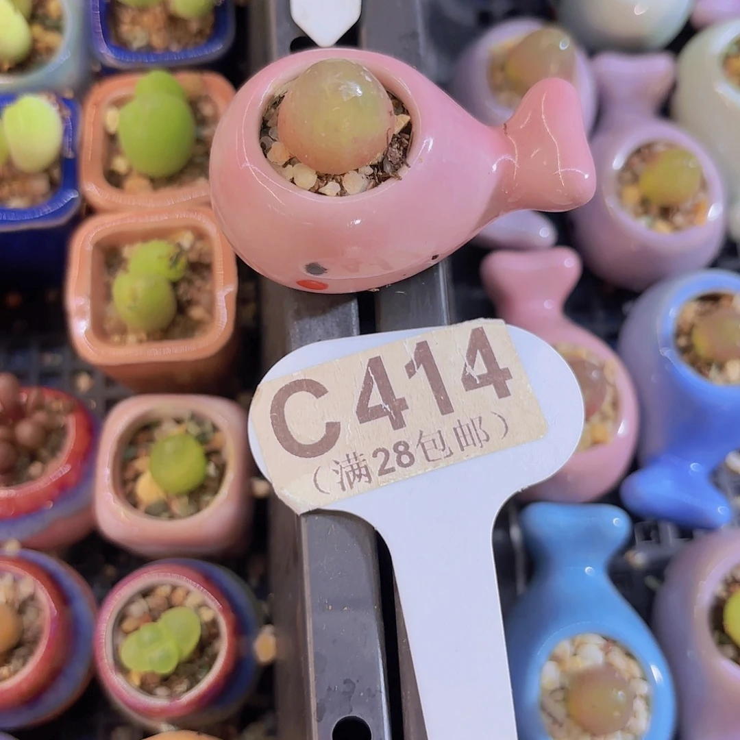 C414灯泡一物一拍