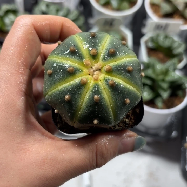 星兜锦换盘多肉植物