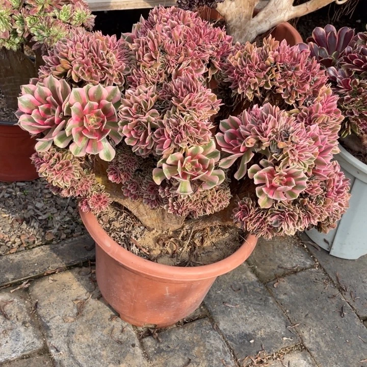 法师老桩缀化粉女巫