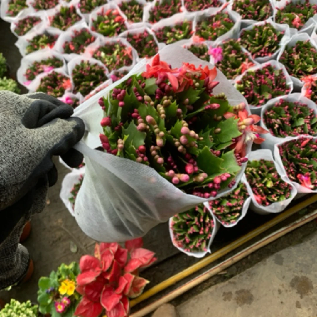 【花仙居基地】双色蟹抓兰