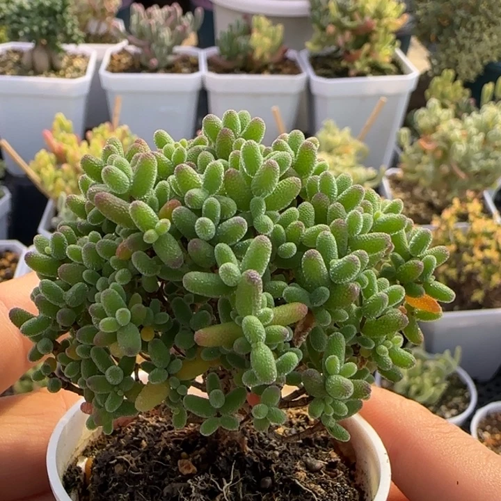 蜜桔糖球植物枝干