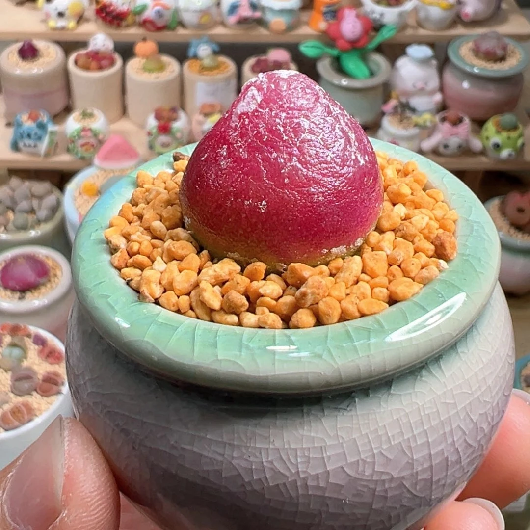 多肉植物39号灯泡