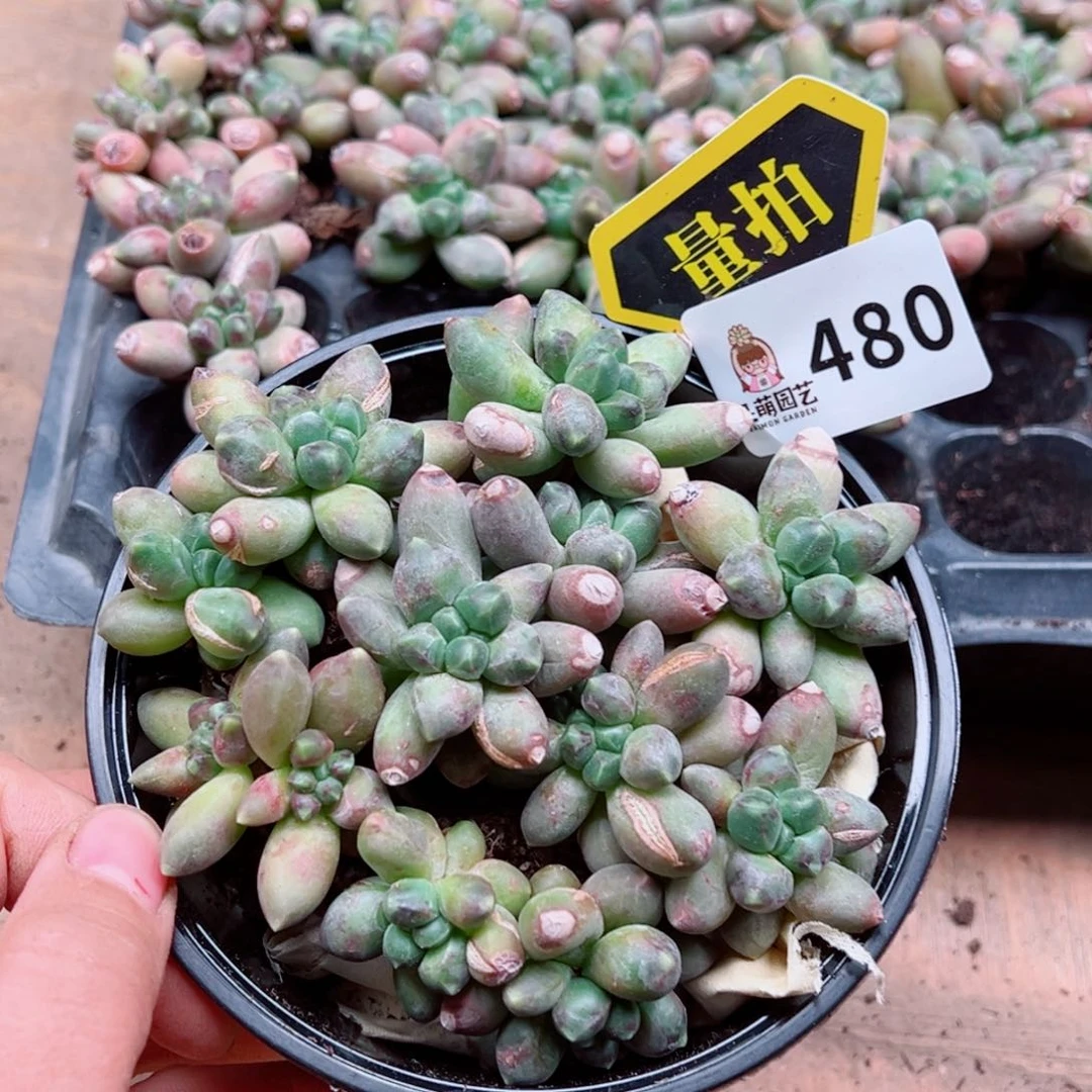 多肉植物多肉植物