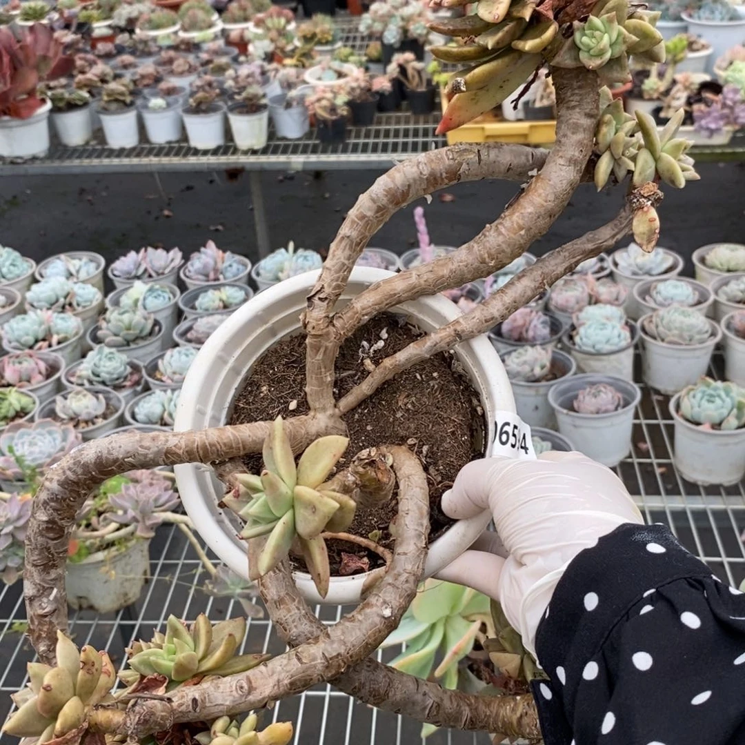 6594黄金表丽娜一物一拍
