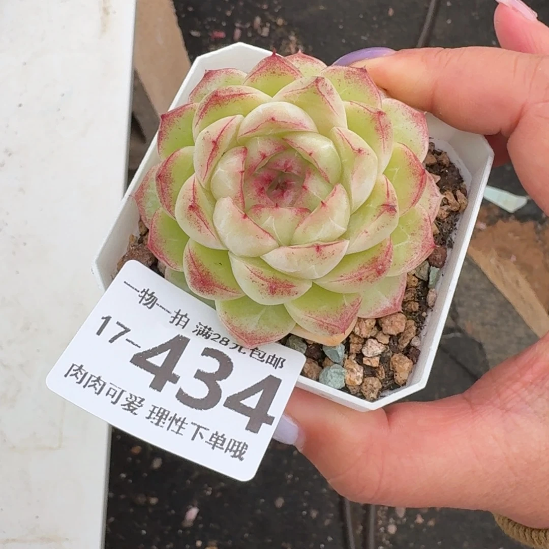 麦秆无盆土发货无