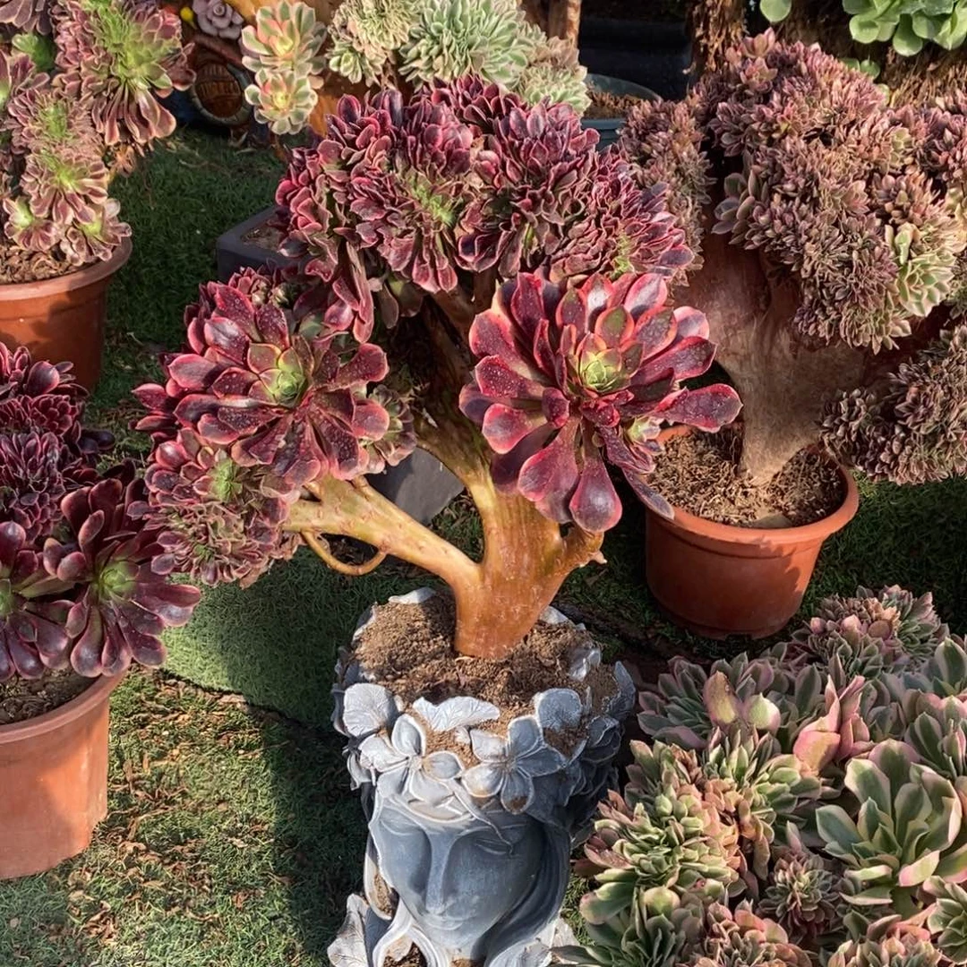 不开花植物1283号欧嘉莉缀化1颗多肉