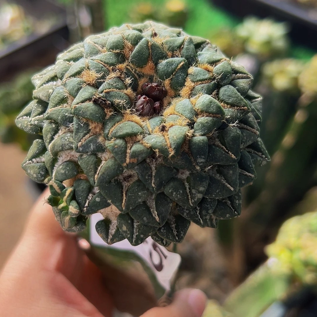 无花朵福利光面姬牡丹245