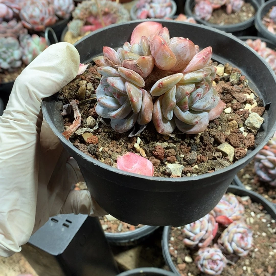 星影多肉植物哈哈哈哈7
