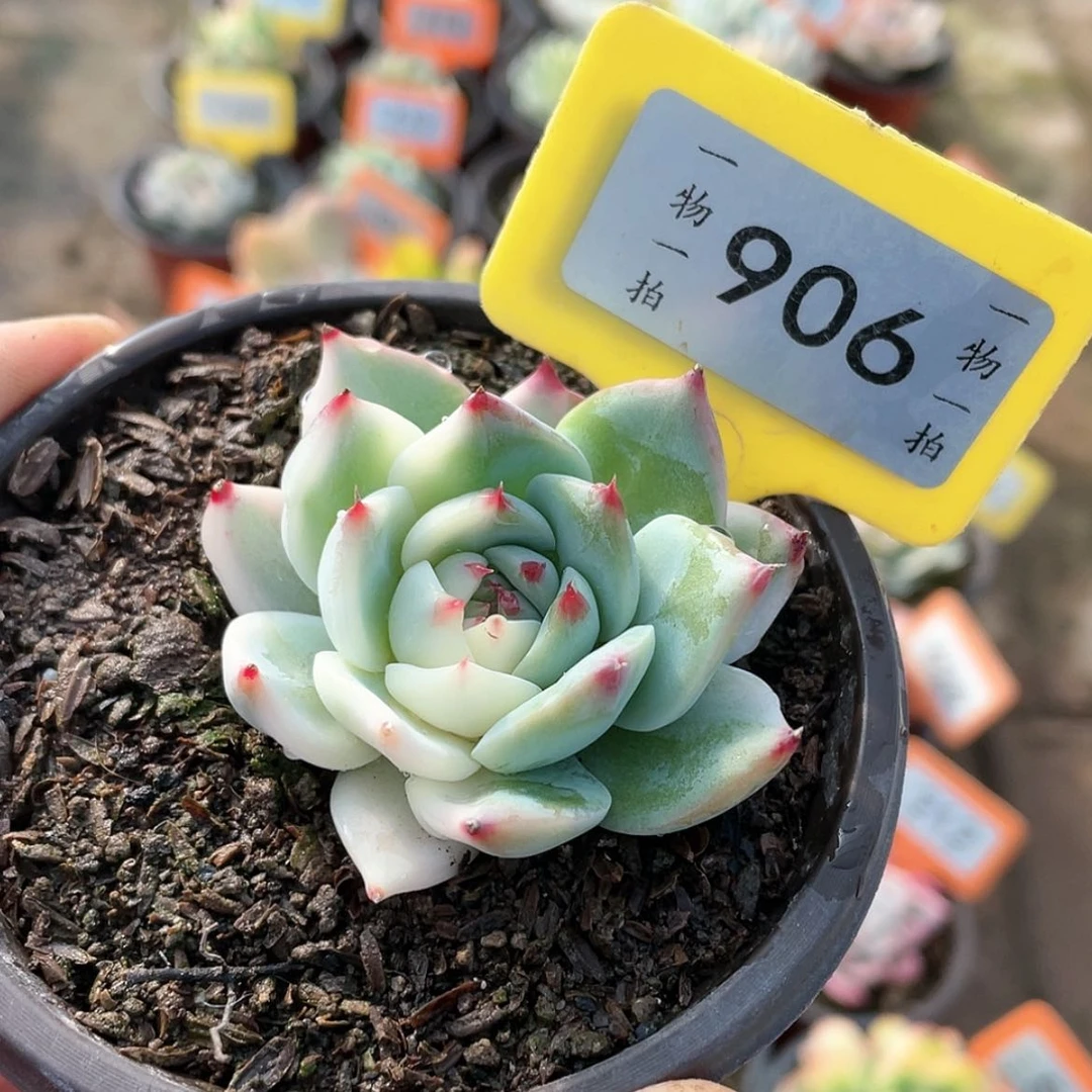 【闪购商品】906号