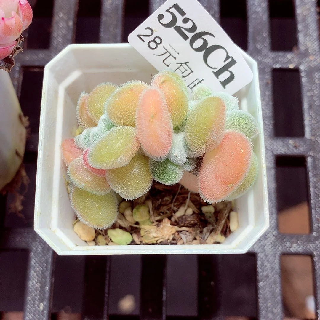 5厘米盆精控多肉526