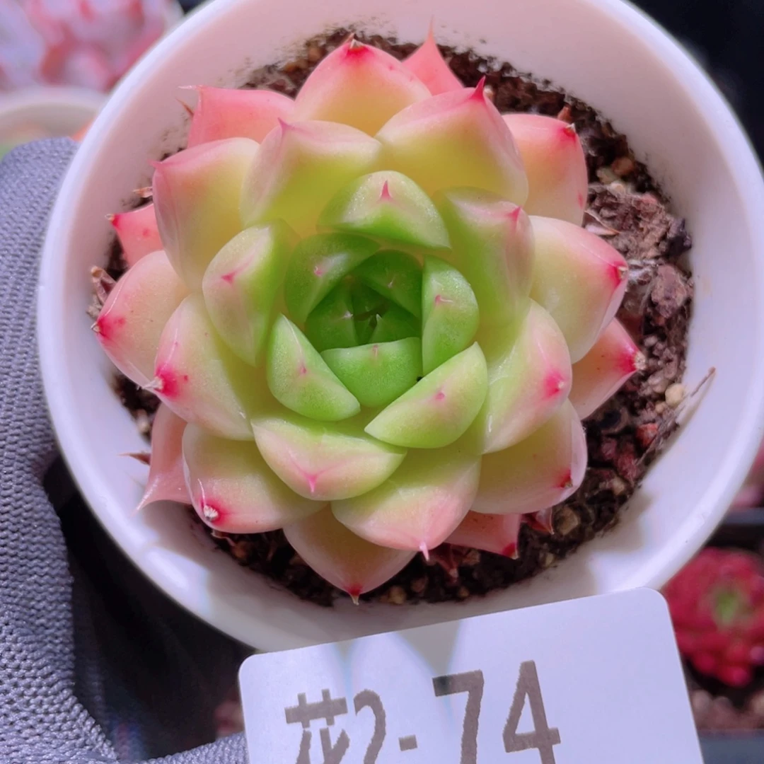 花利美 2-74麦秆