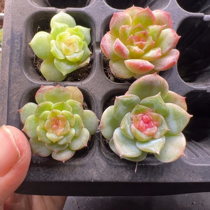 一物一拍精品多肉植物7059