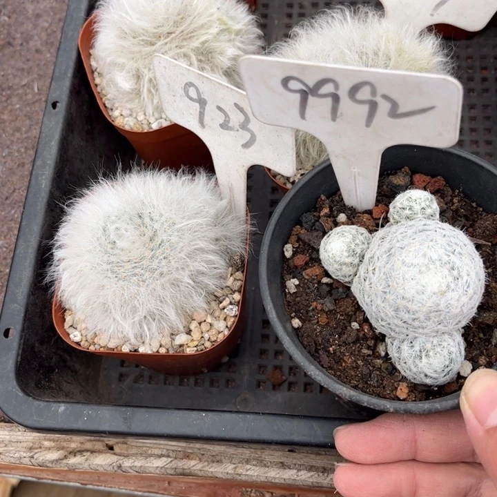 微*923 99992二个皮实好养好活