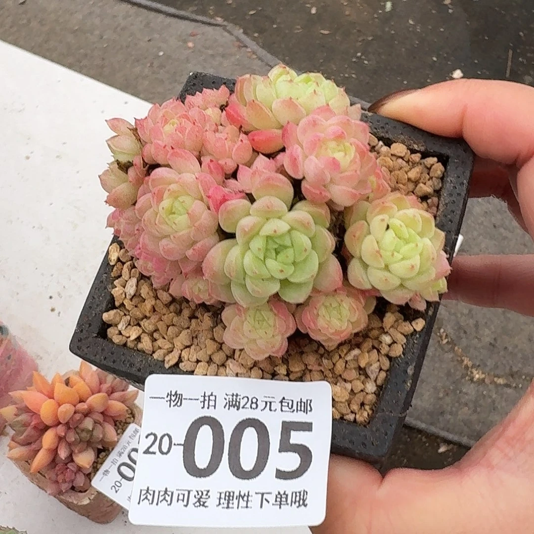 绿心羊脂球无盆土发货
