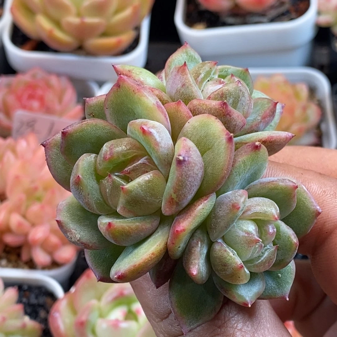 天官赐福百无禁忌