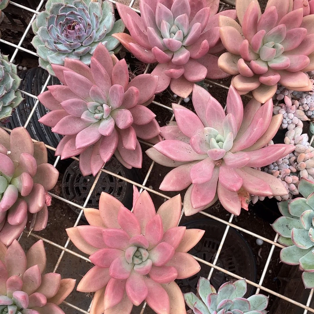 桃花源单头老桩一颗