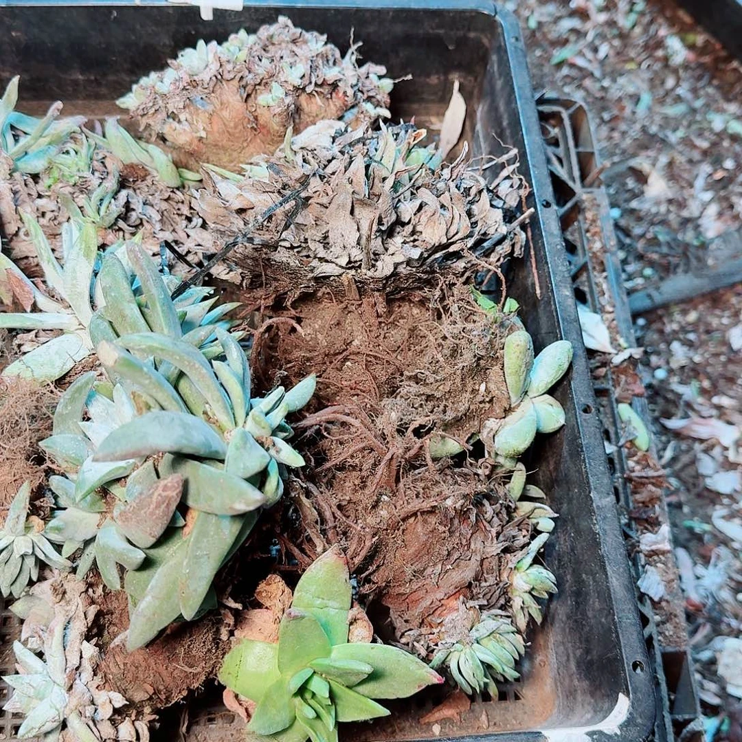 9487瑕疵框拍不售后