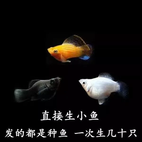 胎生玛丽球鱼鱼观赏鱼热带观赏鱼小型淡水鱼孔雀鱼活体白云金丝