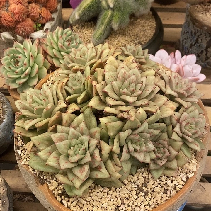 多肉植物植物肉肉