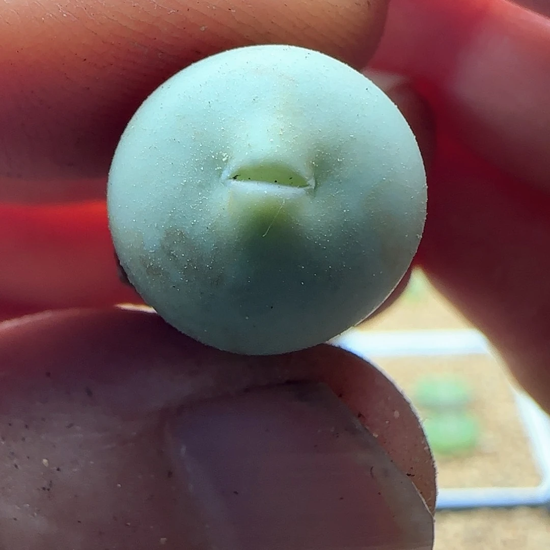 金鱼嘴。     45083