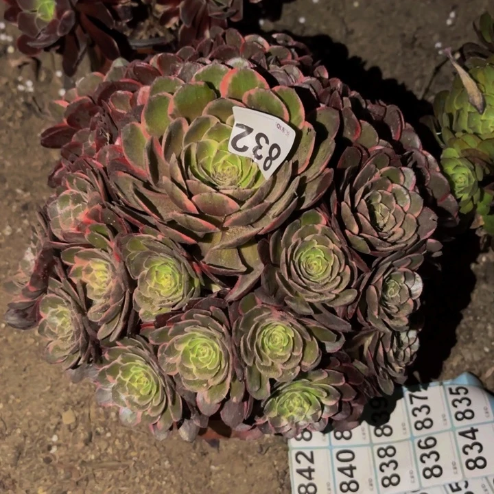 孔雀翎量拍多肉植物不售后