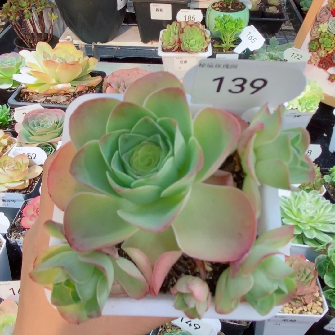 139桃夭飘枝群。        