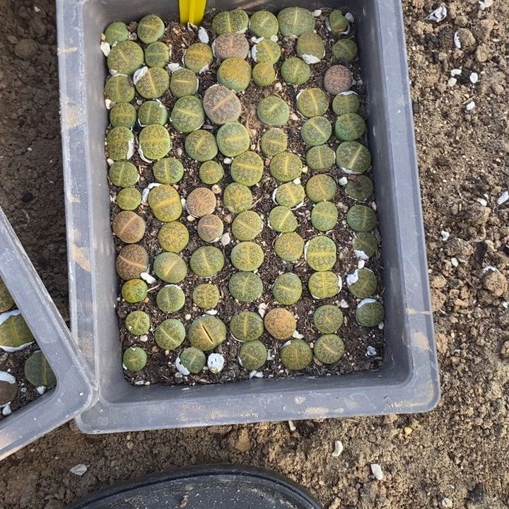 丫***头生石花等植物的生长088