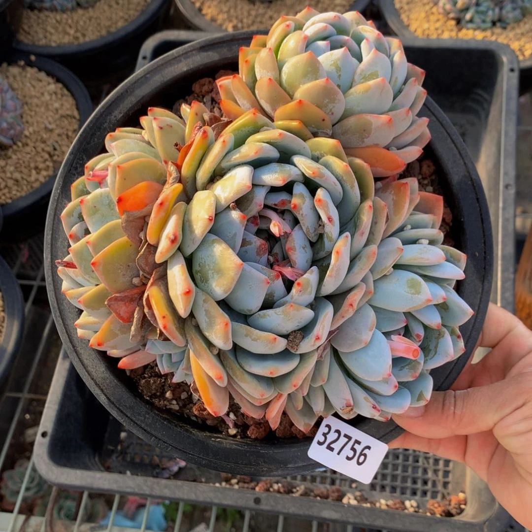 ❤️****32756嗯嗯嗯的是我们自己