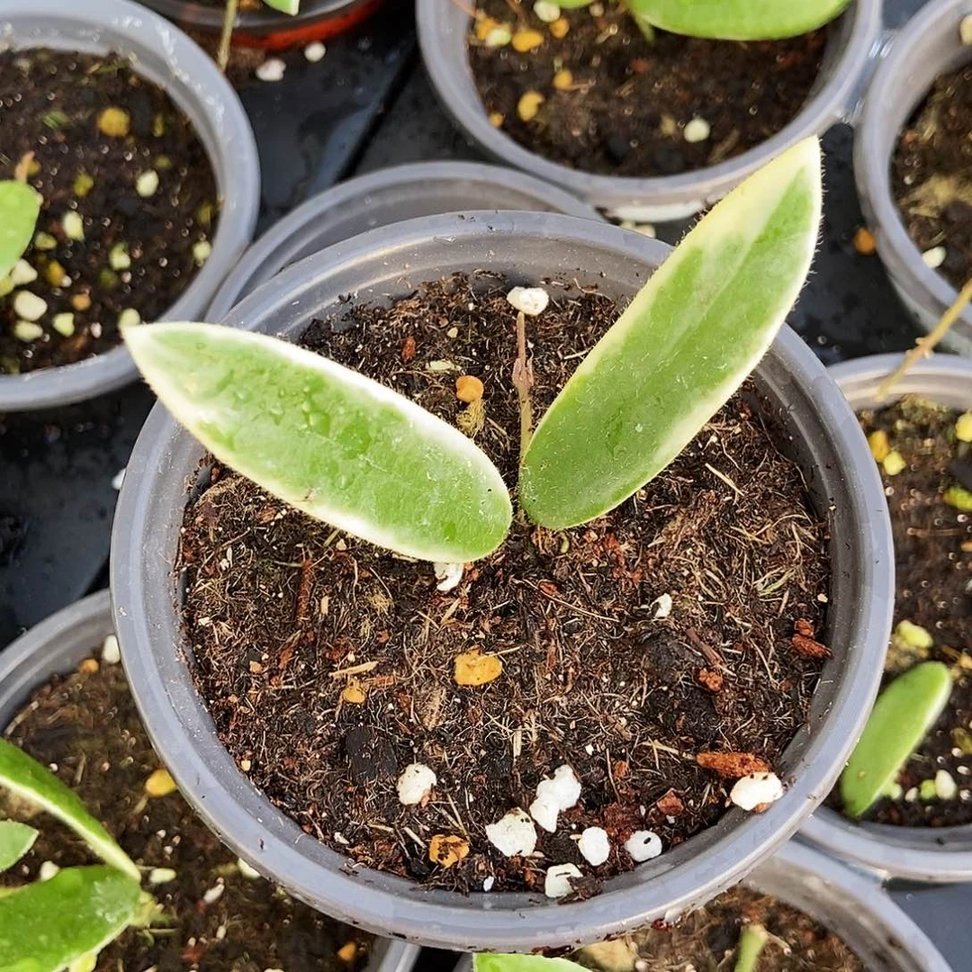 完全开放香花外锦