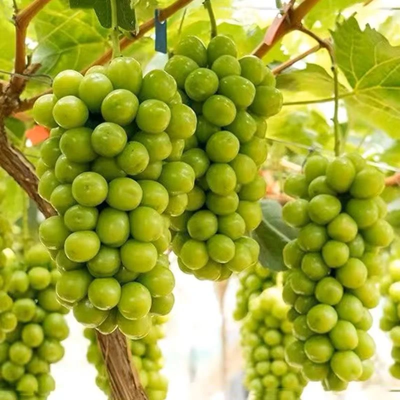 盆栽地栽四季葡萄树苗庭院阳台种植