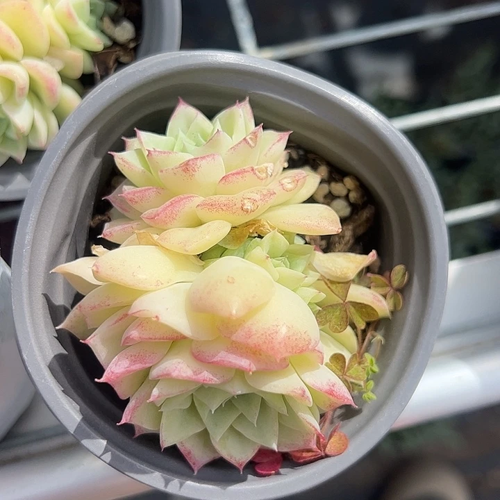 白天鹅群生多肉植物