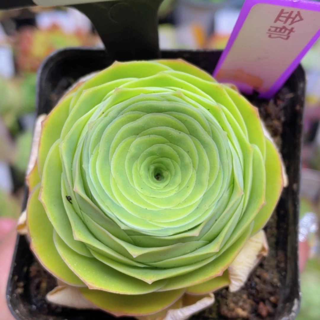 金郁玫瑰一物一拍602