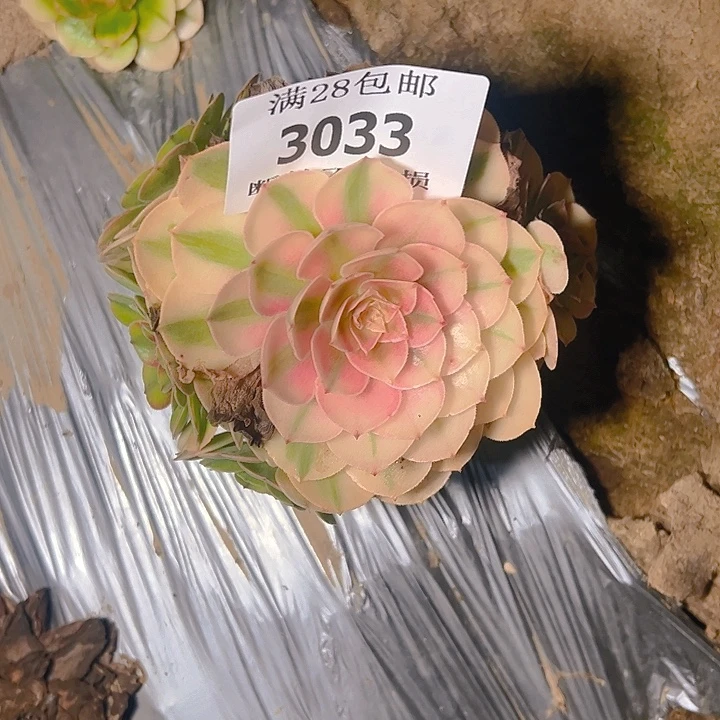 3033荔枝多肉植物保护
