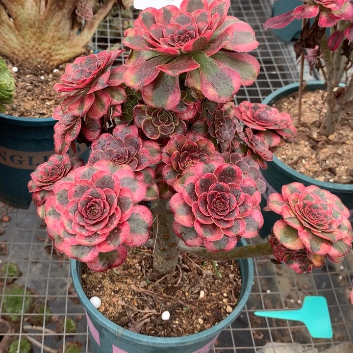 611初恋多肉植物特价