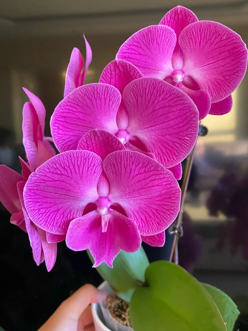 【带花剑】俏皮胡蝶兰花苗不带花2.8寸杯