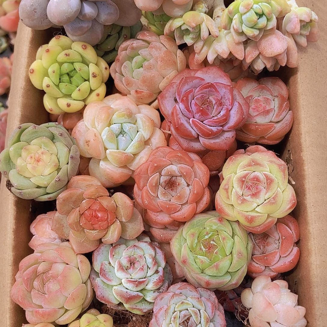 0000000001量拍保底20颗，小