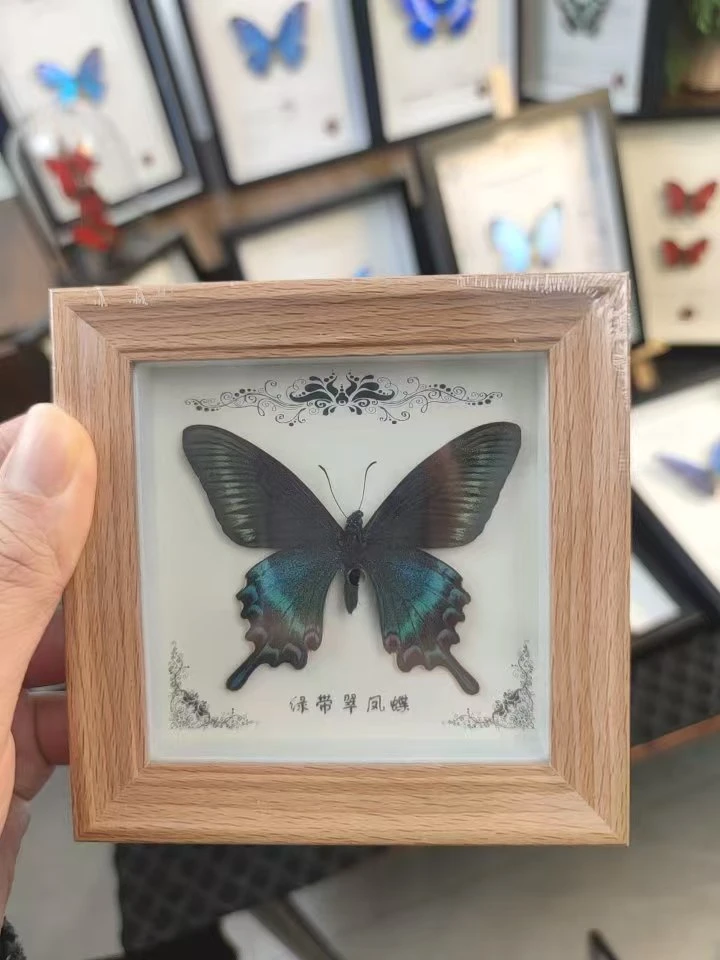 绿带翠凤蝶