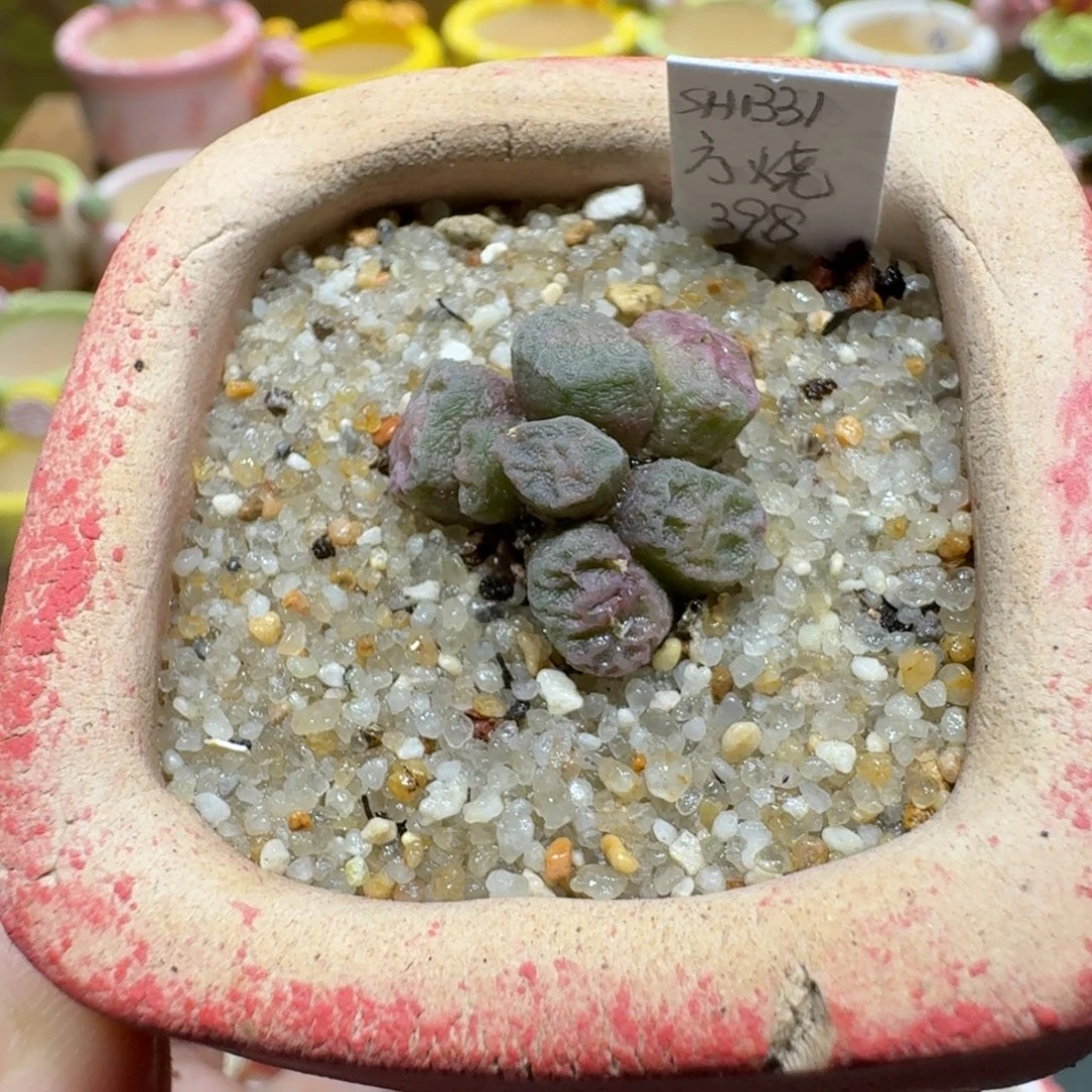 蘑菇1169烧麦多肉植物