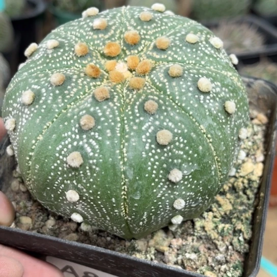 飞***狐完全开放实生星兜